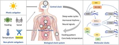 Effects of exercise on circadian rhythms in humans